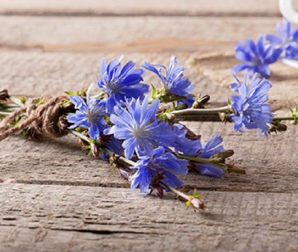 خواص عرق کاسنی و تاثیرات آن بر بدن